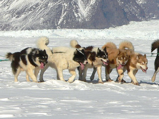 Tour con la muta di cani da slitta in Groenlandia