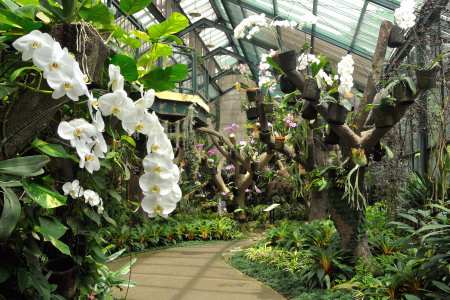 Orchidee