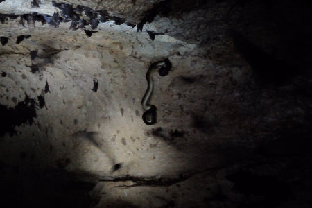 Serpente che mangia pipistrelli