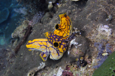 Polycarpa