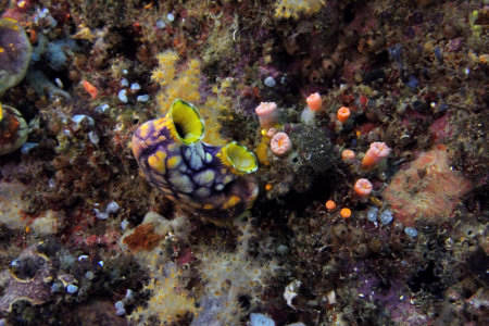 Ascidiacea