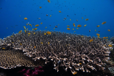 Corallo acropora