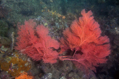Melithaea