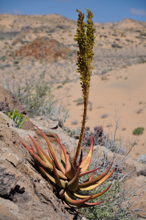 Aloe gariepensis