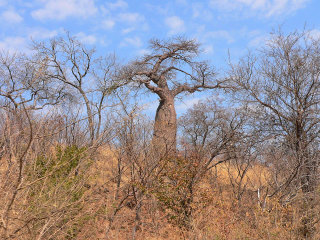 Baobab