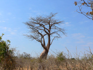 Baobab, Botswana