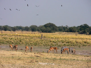 Parco Chobe in Africa