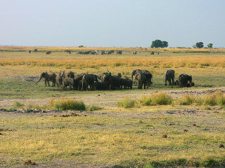 Parco nazionale Chobe