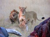 Leoni in Botswana