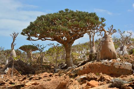 Euphorbia arbuscula