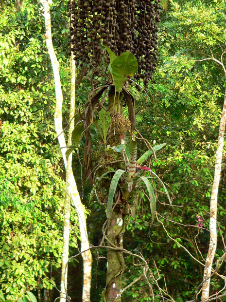 Alberi, fiori e funghi nella foresta amazzonica in Ecuador. Foto alberi ebano. Immagini piante ...