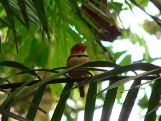 Uccelli, foresta amazzonica, Ecuador