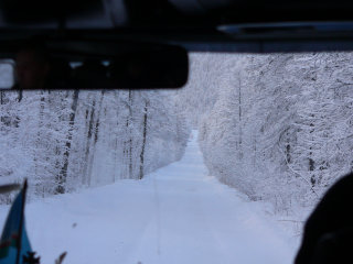 Taiga in Siberia