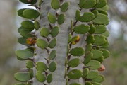 Alluaudia procera